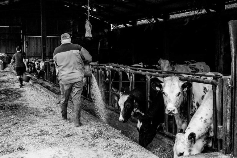 photo noir et blanc agriculteur qui s'occupe de ses vaches