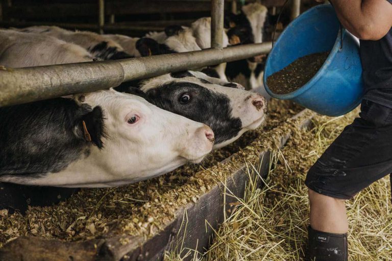 agriculteur qui donne à manger à ses vaches, photographe corporate isabelle lechevallier